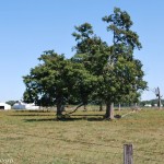 Intersection of Jacksonburg Road and Martindale Creek